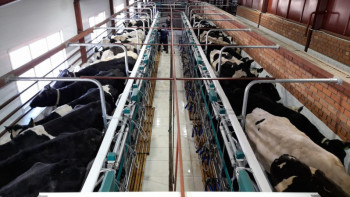 Фотография к новости: Қостанай облысында жаңа сүт-тауар фермасы іске қосылды