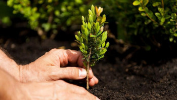 Фотография к новости: Павлодар облысында алдағы бес жылда 95 млн ағаш отырғызылады