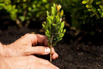 Фотография к новости: Павлодар облысында алдағы бес жылда 95 млн ағаш отырғызылады