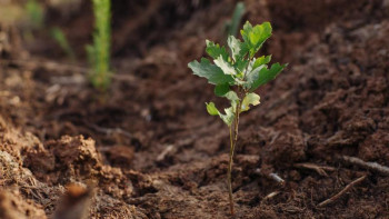 Фотография к новости: Қарағандыда биыл 30 мың ағаш, 500 мыңнан астам гүл отырғызылады