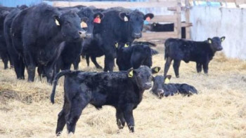 Фотография к новости: Қазақстанда малдың генетикасы жақсартылды 