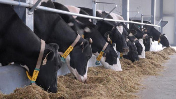 Фотография к новости: Мамытбеков мал басын асылдандыру үшін қандай шаралар атқарылғанын айтты 