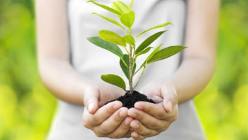 Фотография к новости: Әулиеата топырағына 140 млн түп шамасында көшет егіледі