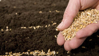 Фотография к новости: Биыл тұқым шаруашылығын қолдауға 11,8 млрд теңге бөлінді – министр 