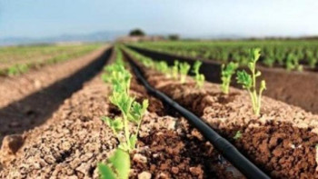 Фотография к новости: Шөкеев тамшылап суару технологиясы арқылы отбасылар қалай табыс тапқанын айтты  