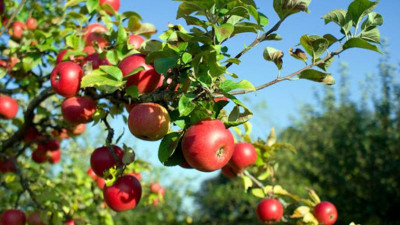 Пікіріңіз өзгеруі мүмкін - АШМ өкілі депутатты бақтарды өз көзімен көруге шақырды 