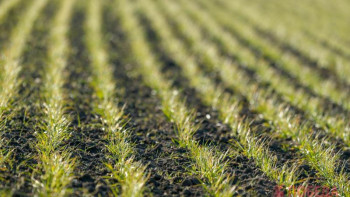 Фотография к новости: Павлодар облысында егістік алқаптары 1,5 млн гектарға ұлғайды