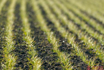 Павлодар облысында егістік алқаптары 1,5 млн гектарға ұлғайды