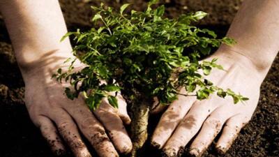 Павлодар облысында биыл 102 мың ағаш отырғызылады 