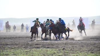 Фотография к новости: «Өнер көкпары». «Шымкент» «Әулие атадан» басым түсті 
