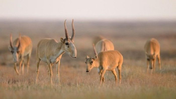 Фотография к новости: Қазақстанда киіктің саны азайса, бүкіл әлемде азаяды деген сөз - Күрішбаев