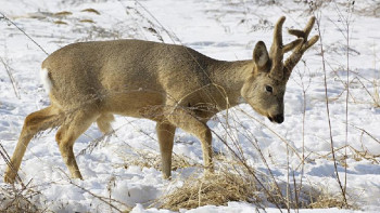 Фотография к новости: СҚО-да жабайы аңдарды қорғау жұмыстары жүргізілуде