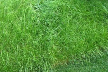 Фотография к новости: Жайылым жерлерге көпжылдық шөп тұқымын себу керек