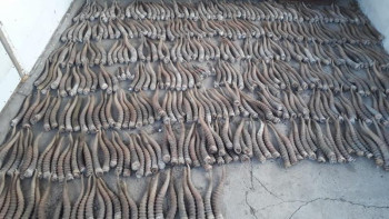 Фотография к новости: Үш өңірде ақбөкен мүйіздерін сатқан браконьерлер ұсталды