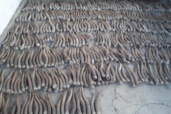 Фотография к новости: Үш өңірде ақбөкен мүйіздерін сатқан браконьерлер ұсталды