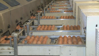 Фотография к новости: Павлодар облысының әлеуметтік дүкендері арзан жұмыртқамен қамтылды