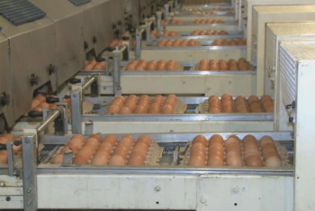 Фотография к новости: Павлодар облысының әлеуметтік дүкендері арзан жұмыртқамен қамтылды