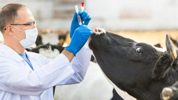 Фотография к новости: Жануарларға арналған COVID вакцинасы әзірленеді