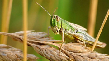 Фотография к новости: Шегірткемен күреске 65 млн теңге бөлінді