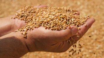 Фотография к новости: Жазда егілетін тұқым дайын 