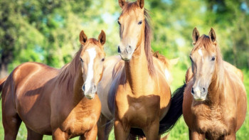 Фотография к новости: Қостанай зауытында небары 48 бас жылқы қалған