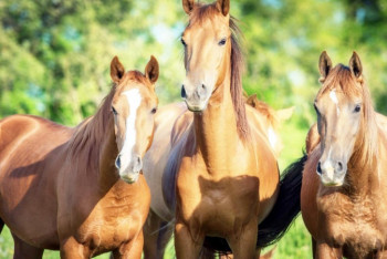 Фотография к новости: Қостанай зауытында небары 48 бас жылқы қалған