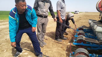 Фотография к новости: Жайқалтып жуа еккен дүнгендер биыл егіс алқабын 2000 гектарға жеткізді