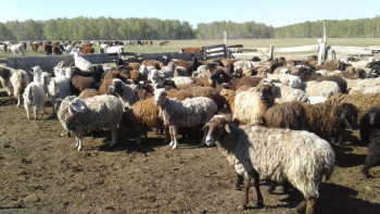 Фотография к новости: Министр Қазақстанда қанша бас қой бар екенін айтты
