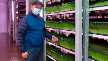 Фотография к новости: Солтүстіктің фермерлері гидропониканы игере бастады 