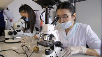 Фотография к новости: Отандық ғалымдар қайың қабығынан онкологиялық ауруларға қарсы дәрі шығарады