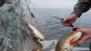 Фотография к новости: Қарағандыда заңсыз балық тасымалын анықтау бойынша рейд жүргізілуде 