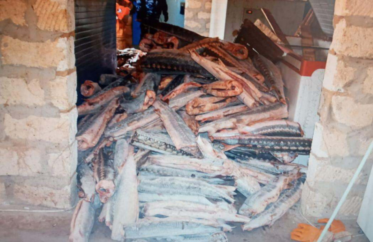 Маңғыстау облысының тұрғыны үйінде 3 тоннаға жуық бекіре сақтаған