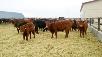 Фотография к новости: ШҚО-ға он жылда 13 мыңнан астам импорттық ірі қара әкелінген 