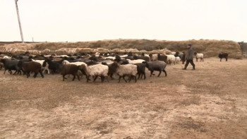 Фотография к новости: Атырауда ауыл шаруашылығы қарқынды дамып келеді