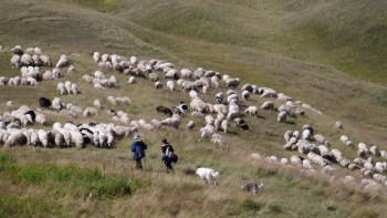 Фотография к новости: СҚО-да қой шаруашылығын дамытуға арналған өңірлік бағдарлама қабылданды