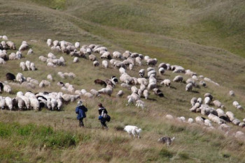 Фотография к новости: СҚО-да қой шаруашылығын дамытуға арналған өңірлік бағдарлама қабылданды