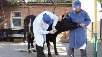 Фотография к новости: Төрт түлікті емдеу – тынымсыз еңбек пен аса жауапкершілікті талап етеді