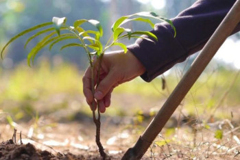 Фотография к новости: Павлодарлық жоғары оқу орындары көгалдандыру акциясына белсенді қатысуда