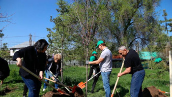 Фотография к новости: Алматыда 50 мың көшет отырғызылды
