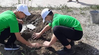 Атырау облысында 25 түп ағаш отырығызылды