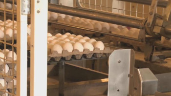 Фотография к новости: Павлодардың әлеуметтік дүкендеріне арзан жұмыртқа жеткізіледі 