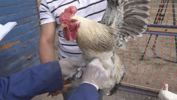 Фотография к новости: Павлодар облысында 500 мыңнан астам үй құсына екпе салынады