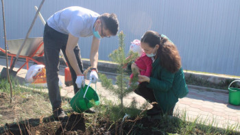 Фотография к новости: Ақмолада «Отбасы ағашын отырғыз» акциясы өтті