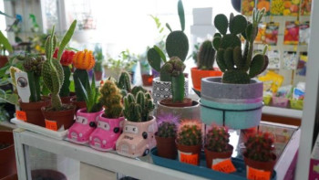 Фотография к новости: Ақмолада 1800-ден астам бизнес-жоба қолдау тапты