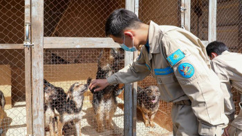 Фотография к новости: Елімізде үй жануарларына деген қатыгездік көбейді – Налшыбек