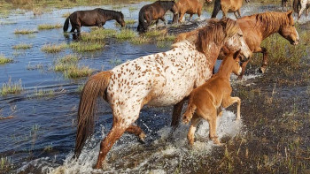 Фотография к новости: Агротуризм. Жылқы қосын көшіру