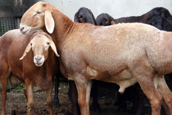 Фотография к новости: «Сыбаға»: Ауыл кәсіпкері Еділбай қойын екі еселеді