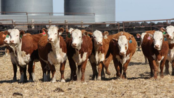 Фотография к новости: Құс фабрикасы, суармалы егістік, мал бордақылау: Агроөнеркәсіпті дамытатын 42 жоба іске асырылады