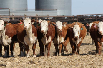 Фотография к новости: Құс фабрикасы, суармалы егістік, мал бордақылау: Агроөнеркәсіпті дамытатын 42 жоба іске асырылады