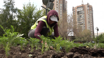 Фотография к новости: Павлодар облысында 14 мыңнан астам шаршы метрге гүлдер егіледі